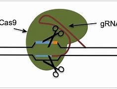 Image result for CRISPR-Cas sgRNA