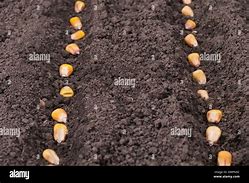 Image result for Planting Corn Seeds