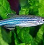 Image result for Ikan Laut Kecik