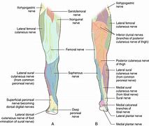 Image result for Ilioinguinal Nerve Sensory