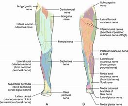 Image result for Ilioinguinal Nerve Pain Syndrome