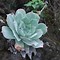 Image result for Dudleya Pulverulenta