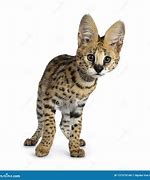 Image result for Serval Cute