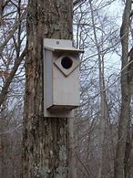 Image result for Screach Owl Bird House