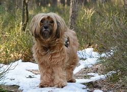 Image result for Short Hair Terrier