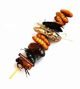 Image result for Edible Bugs Eco