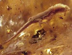 Image result for Fossils in Amber