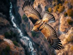 Image result for Eagle Flying Top View