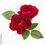 Image result for White Rose with Sage Background