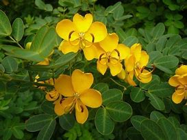 Image result for Senna Plant Pics