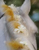 Image result for Horse with Flowers in Mane