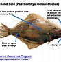 Image result for Flatfish Eye Anatomy