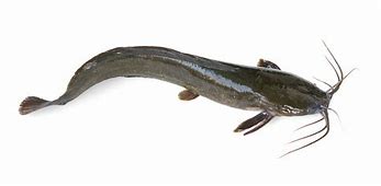 Image result for Blue Catfish Identification