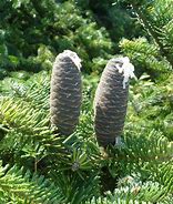 Image result for Abies Tree