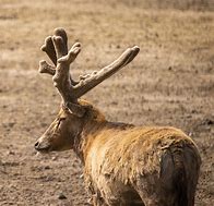 Image result for Real Elk Antlers