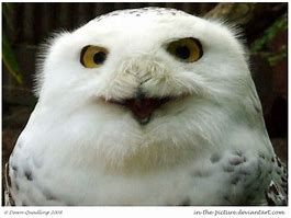 Image result for Happy Friday with Snow Owl