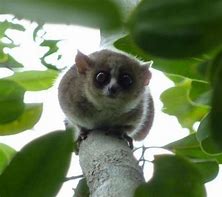 Image result for Dwarf Galago