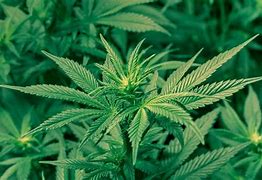 Image result for Cannabis HD