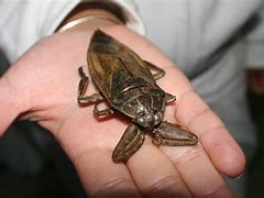 Image result for Water Bug Babies