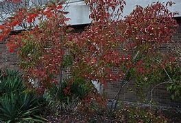 Image result for Cornus Amomum