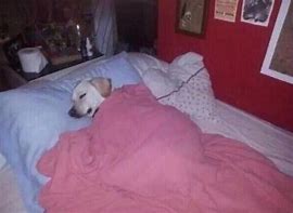 Image result for Dog in Bed Meme