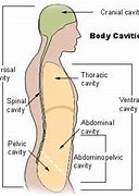 Image result for Dorsal Anatomy