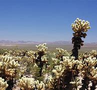 Image result for Grasses of the Mojave Desert