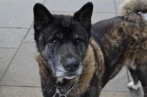 Image result for Brindle Akita