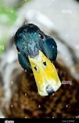 Image result for Cam Duck Camera