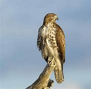 Image result for Hawk with Bird On Back