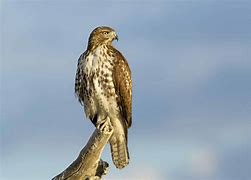 Image result for Ring-tailed Hawk