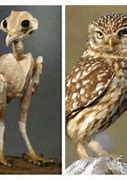 Image result for Hawk without Feathers