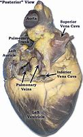 Image result for Pig Heart Labeled