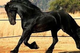 Image result for Friesian Horse Wallpaper