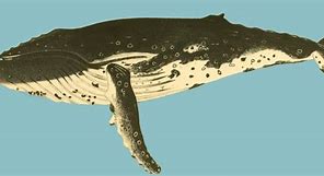 Image result for Humpback Whale