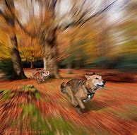 Image result for Chasing Animals