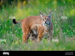 Image result for Lynx Bloody