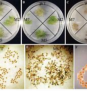 Image result for Arabidopsis Seeds