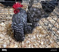 Image result for Malaysia Serama Chicken