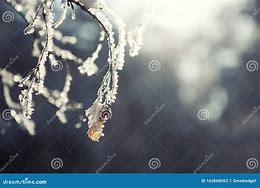 Image result for Hoarfrost On Trees