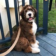 Image result for Large Bernedoodle