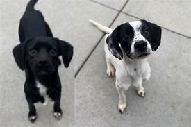 Image result for Basset Hound with English Cocker Spaniels