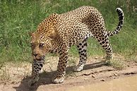 Image result for Nimr Panthera Pardus Poster