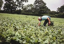 Image result for Agri Growers Logo