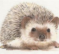 Image result for Hedgehog Drawing