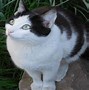 Image result for Keroppi Cat Black and White