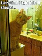 Image result for Cat Bathtub Meme