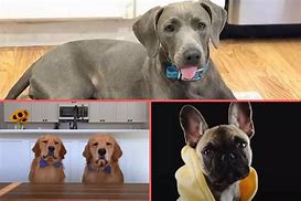 Image result for Cute Dog Texas