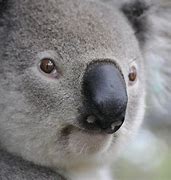 Image result for Los Koalas