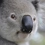 Image result for Los Koalas